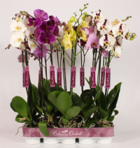 Phal 1-tak Piko Bohemian Mix 12/70