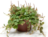 Peperomia  11/20