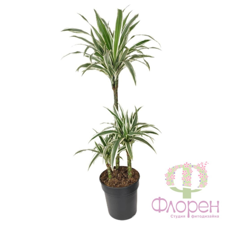 Dracaena Mix 3 srt 11/35