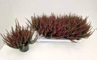 Calluna Susanne 12/17