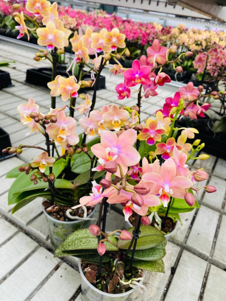 Phal 2 Exclusive Mix Phalaenova 12/70