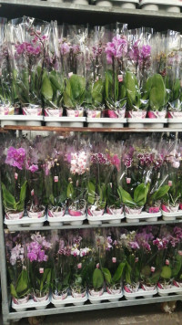 Phal 2-tak Sion Multi Mix 12/40