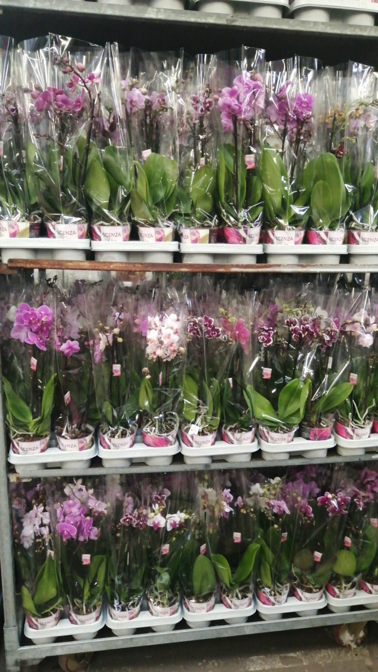 Phal 2-tak Sion Multi Mix 12/40