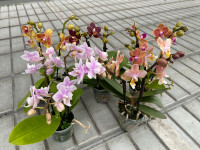 Phal 2/3-tak Opti-flor Sweety Mix 7/25