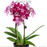 Orchidea Kinginianum 2 20