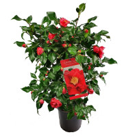 Camelia J Dr King 1545
