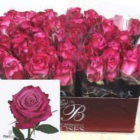 Rose i2i 70 sm