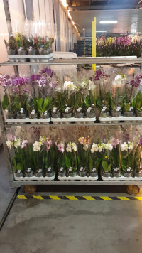 Phal 2-tak Wild-Cat Sesame Wild Peach Mix 12/55