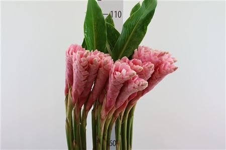 Alpinea Pink L