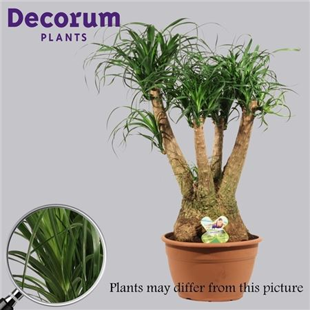 Beaucarnea Vertakt 30 Cm (decorum)