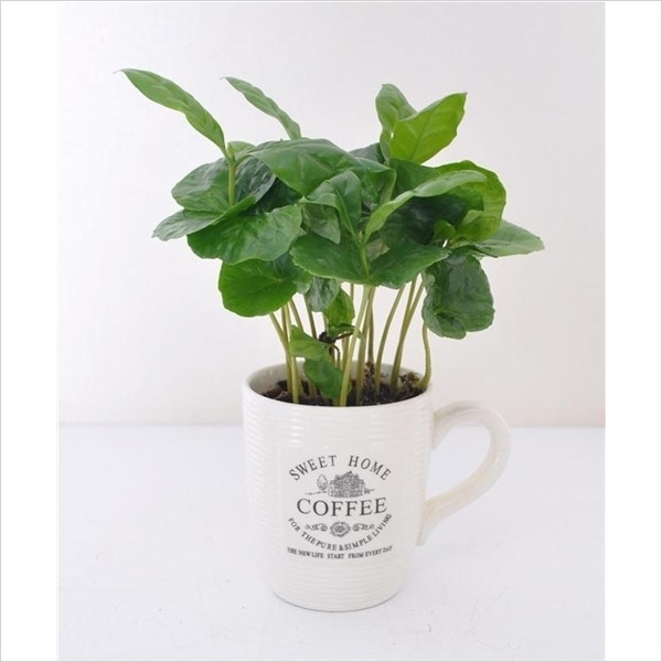 Coffea Arabica 9/25