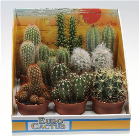 Cactus Mix Showdoos (1015)