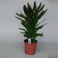 Cordyline Glauca (decorum)