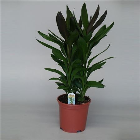 Cordyline Glauca (decorum)