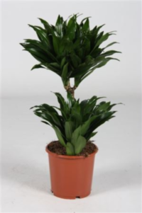 Dracaena Frag Compacta Stam + Kop (grower)