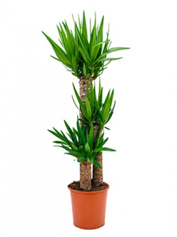 Yucca 3pp 24/130