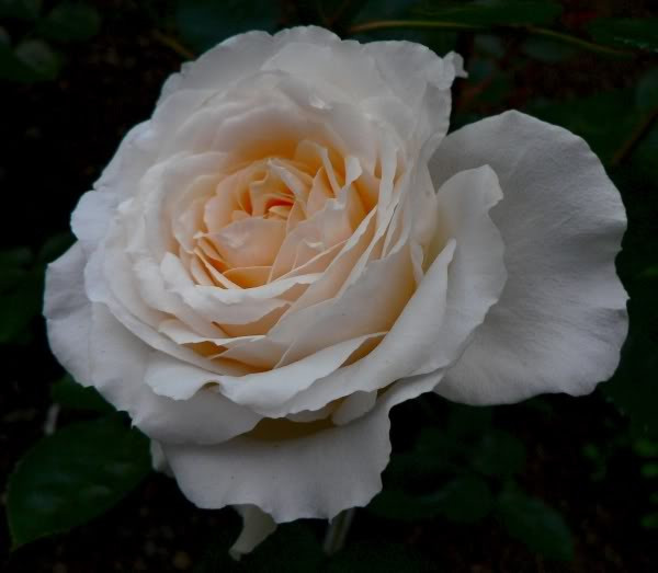 Rose Cream Fragrance 40 sm