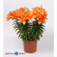 Lilium As Overing 13/50