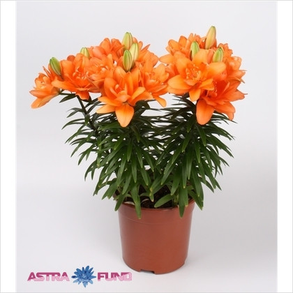 Lilium As Overing 13/50