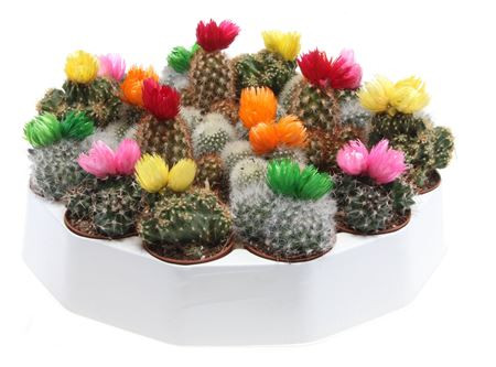 Cactus Versierd  Strobloem  506/12