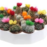 Cactus Versierd  Strobloem  506/12 - CACTUS VERSIERD STROBLOEM (182) 05.10