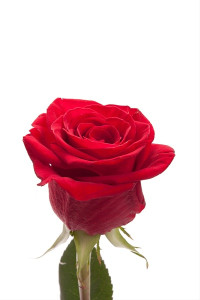 Rose Freedom 80 sm