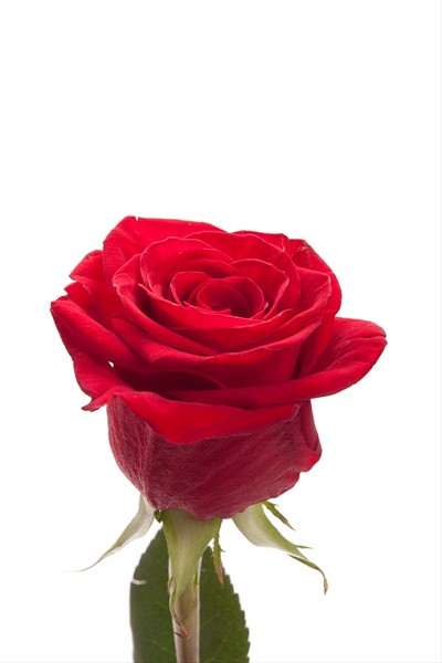Rose Freedom 80 sm