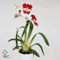 Miltonia 1 Tak Mix