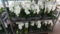 Phal A2 1-tak Mix 12/65