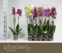Phal Gem 2-tak Long Phalaenova
