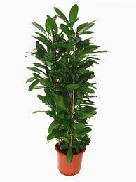 Ficus Lyrata Bambino 12/35