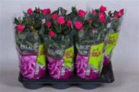 Rosa Palace Alicante (grower)