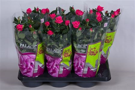 Rosa Palace Alicante (grower)
