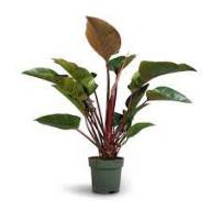 Philodendron Red Beauty 30/110 - Philodendron Red Beauty 24
