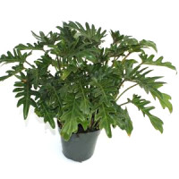 Philodendron Red Beauty 30/110