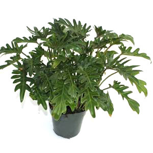 Philodendron Red Beauty 30/110
