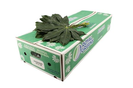Aralia Costa Rica Middel