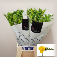 Freesia Duet Ventura
