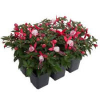 Fuchsia Evita 510/25