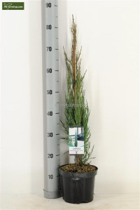 Juniperus 18/85