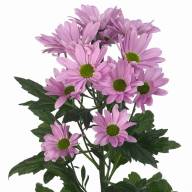 Brunia Cone MIX X10 - 63c724b9face793193f167b410f2d4d8