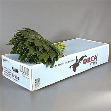 Aralia Gt Orca