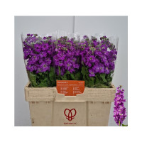 Matthiola Anyt Sea Blue X10