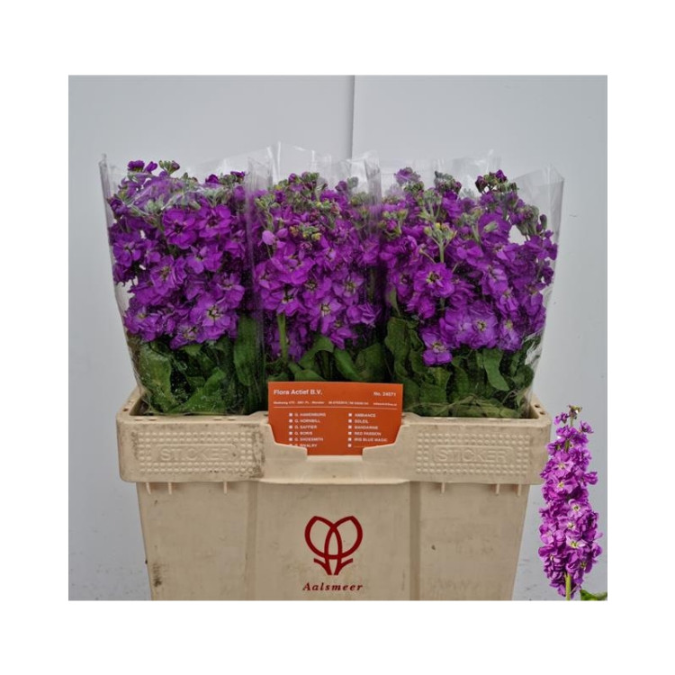 Matthiola Anyt Sea Blue X10