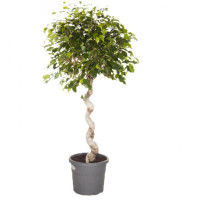 Ficus Ben Exotica 17/60