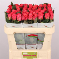 Rose Pink Tacazzi 70 sm