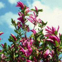 Magnolia Susan 21/80
