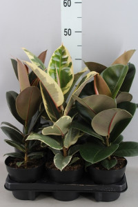 Ficus El Robusta 3pp 21/70