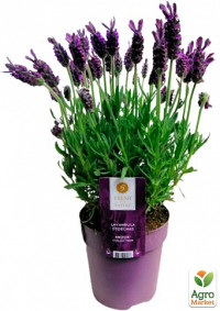 Lavandula Stoechas Anouk 15/30