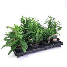 Euphorbia Mix 14/25